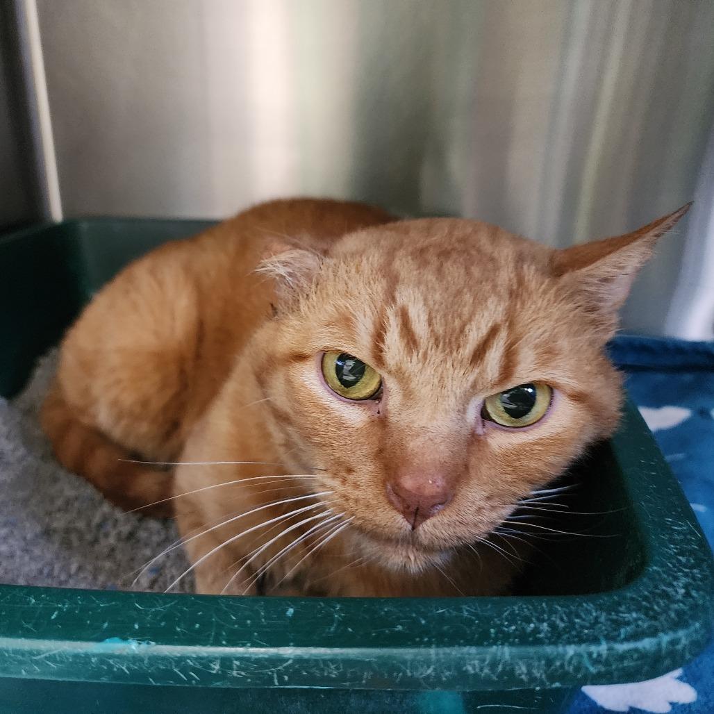 Enlarge Father Thomas, a Adoptable Domestic Short Hair in Dixon, IL image 1/2