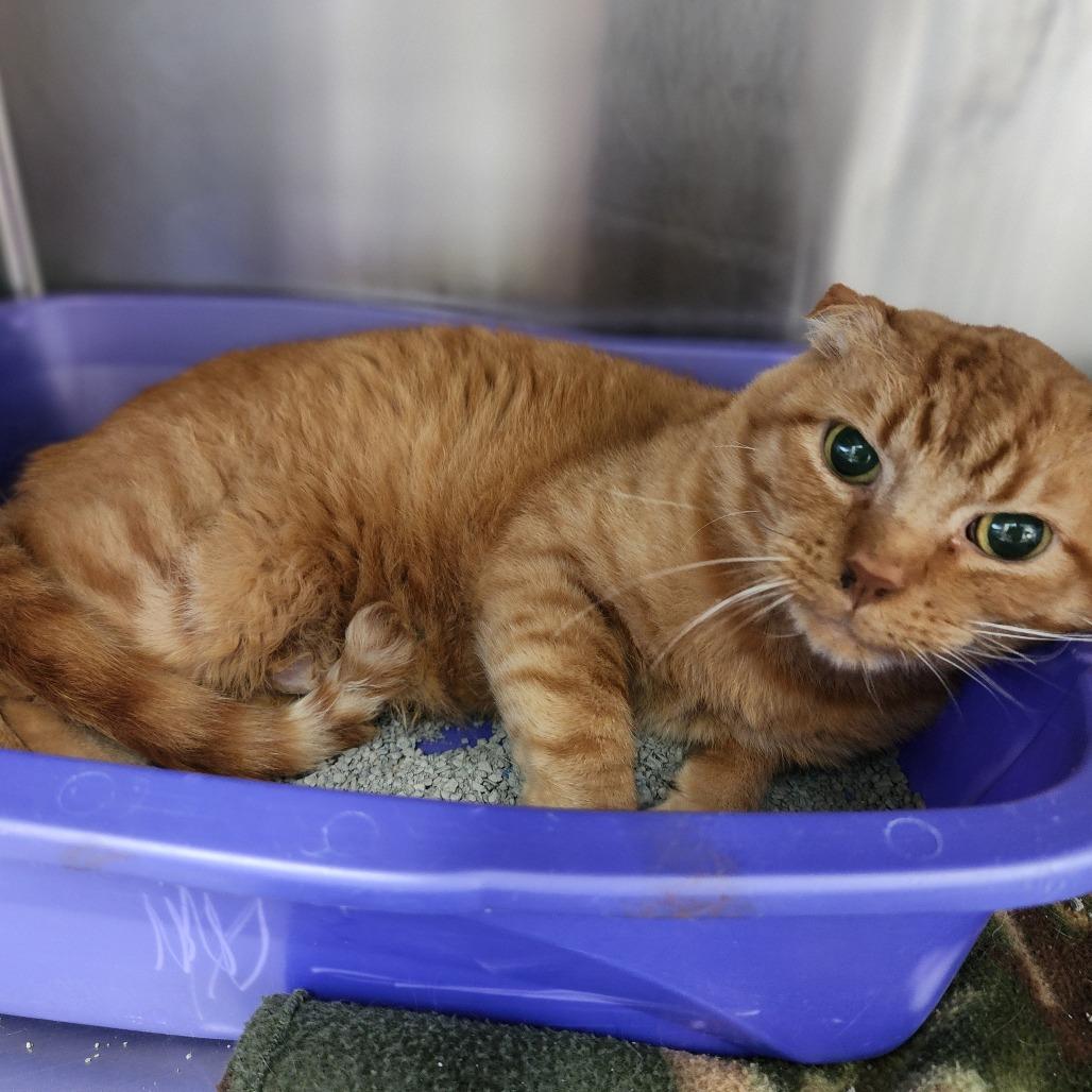 Enlarge Father Thomas, a Adoptable Domestic Short Hair in Dixon, IL image 2/2