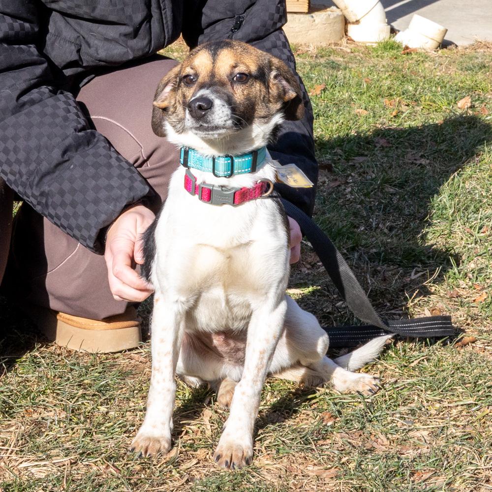 Enlarge Apple (Female)    , a Adoptable mixed breed in West Grove, PA image 4/6