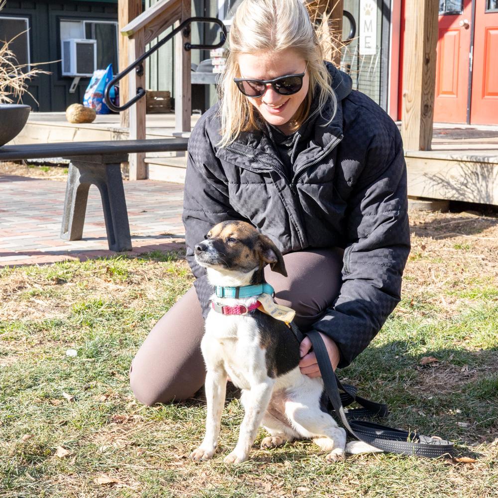 Enlarge Apple (Female)    , a Adoptable mixed breed in West Grove, PA image 5/6