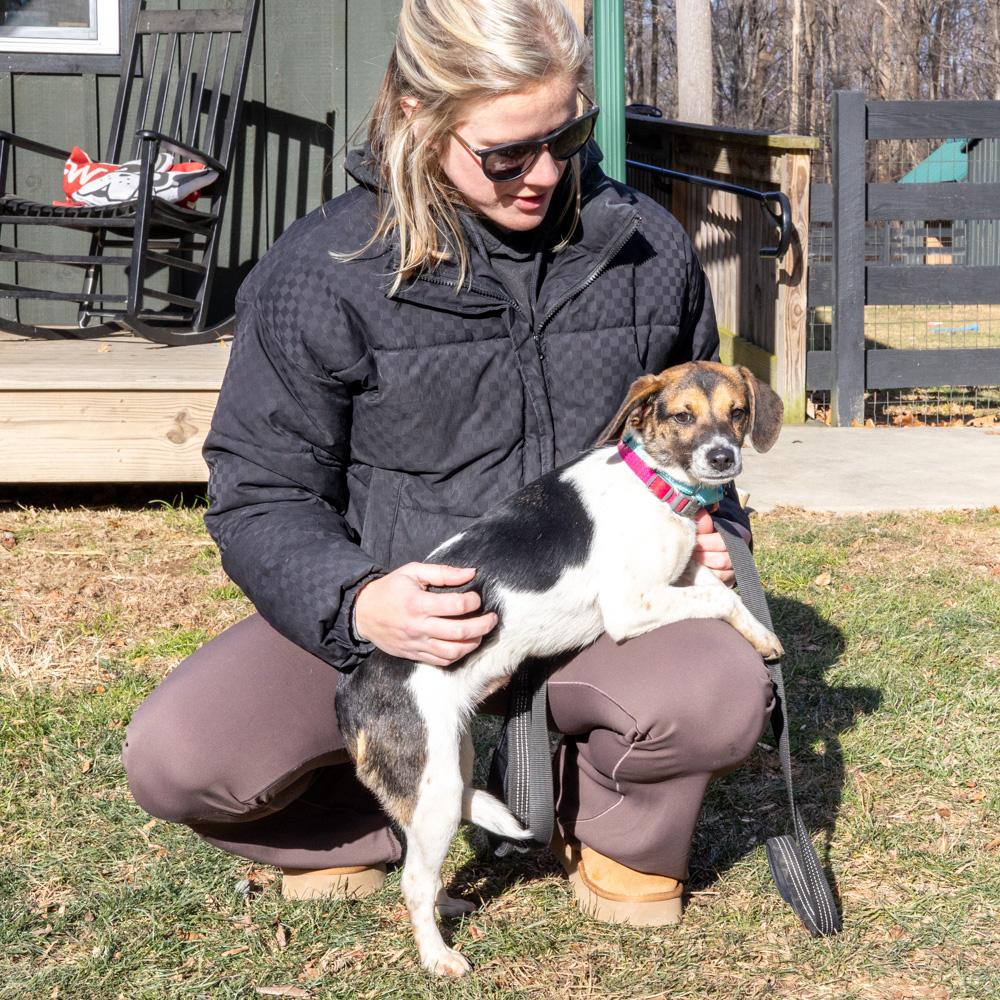 Enlarge Apple (Female)    , a Adoptable mixed breed in West Grove, PA image 3/6