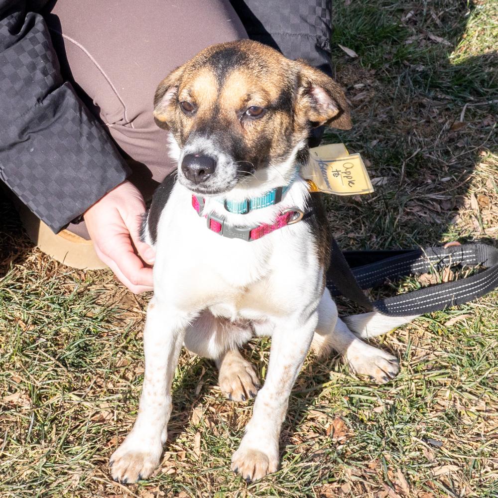 Apple (Female)    , Adoptable, Young Female Beagle.