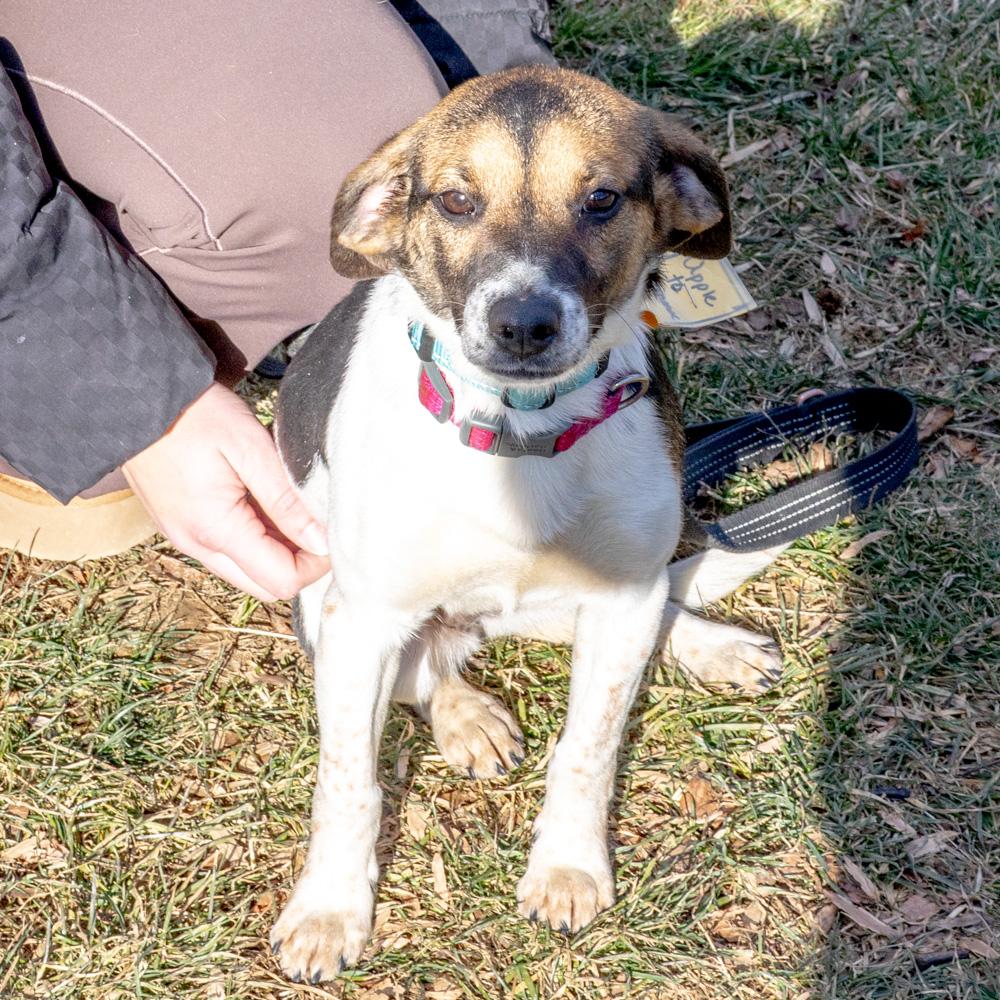Enlarge Apple (Female)    , a Adoptable mixed breed in West Grove, PA image 6/6