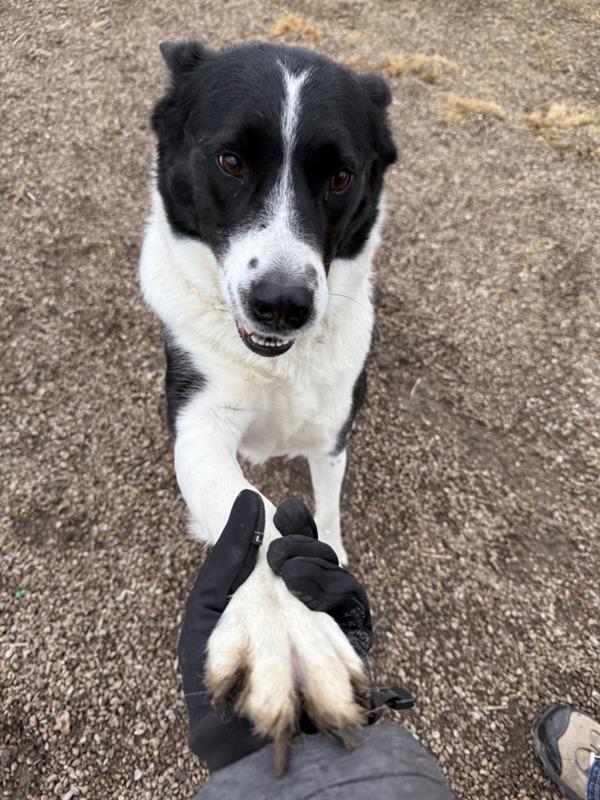 Sophie, Adoptable, Adult Female Mixed Breed.