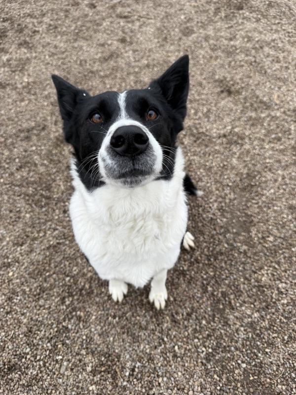 Enlarge Sophie, a Adoptable mixed breed in Great Falls, MT image 2/6