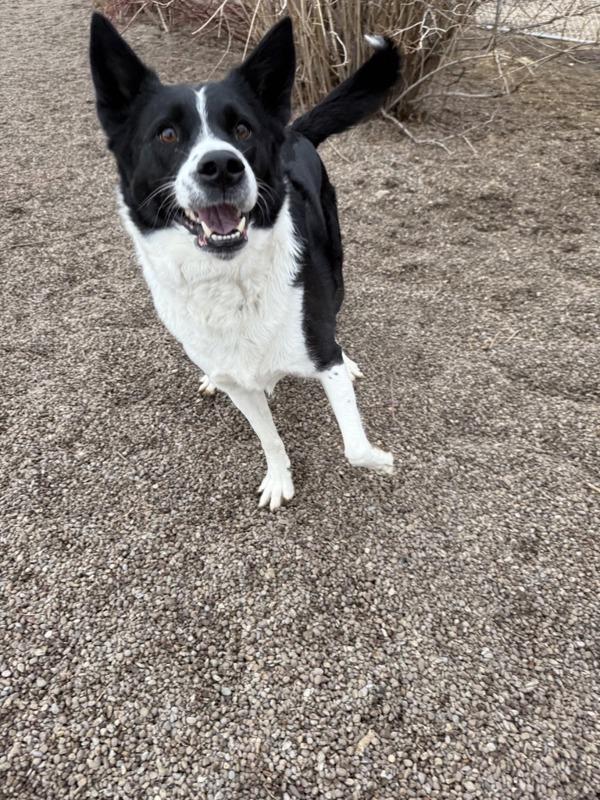 Enlarge Sophie, a Adoptable mixed breed in Great Falls, MT image 3/6