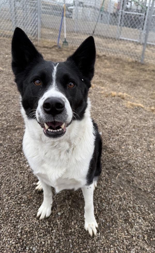 Enlarge Sophie, a Adoptable mixed breed in Great Falls, MT image 4/6
