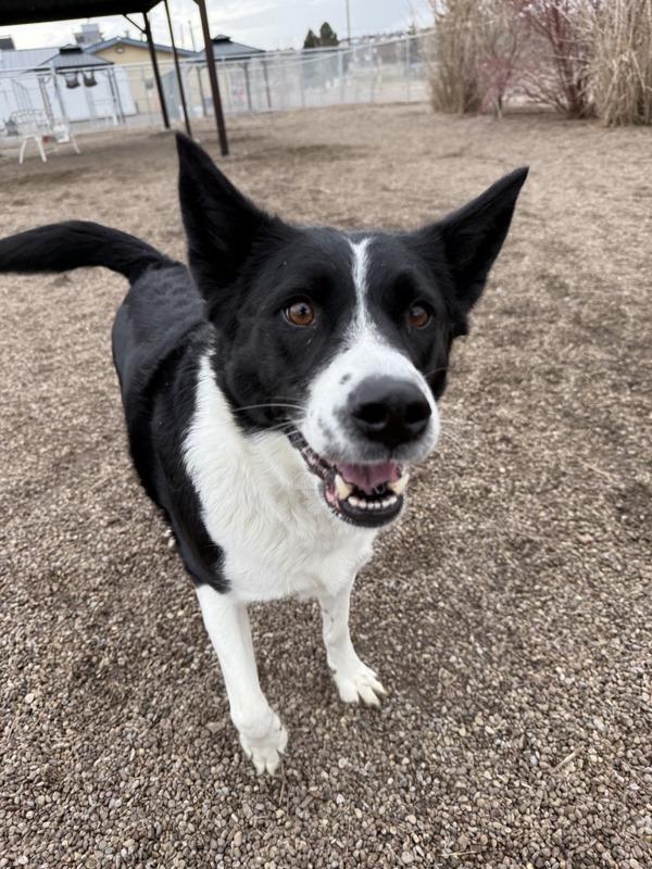 Enlarge Sophie, a Adoptable mixed breed in Great Falls, MT image 5/6