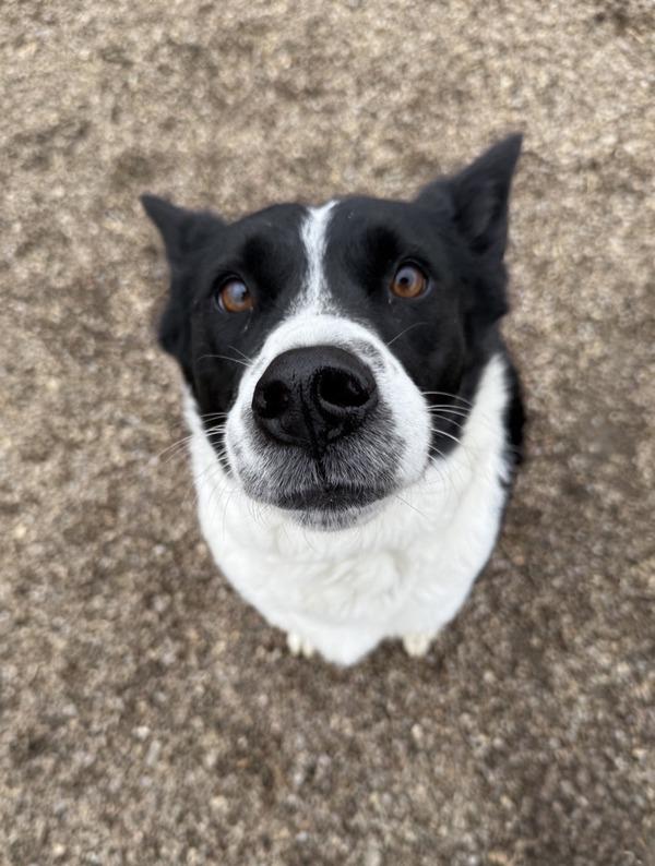Enlarge Sophie, a Adoptable mixed breed in Great Falls, MT image 6/6