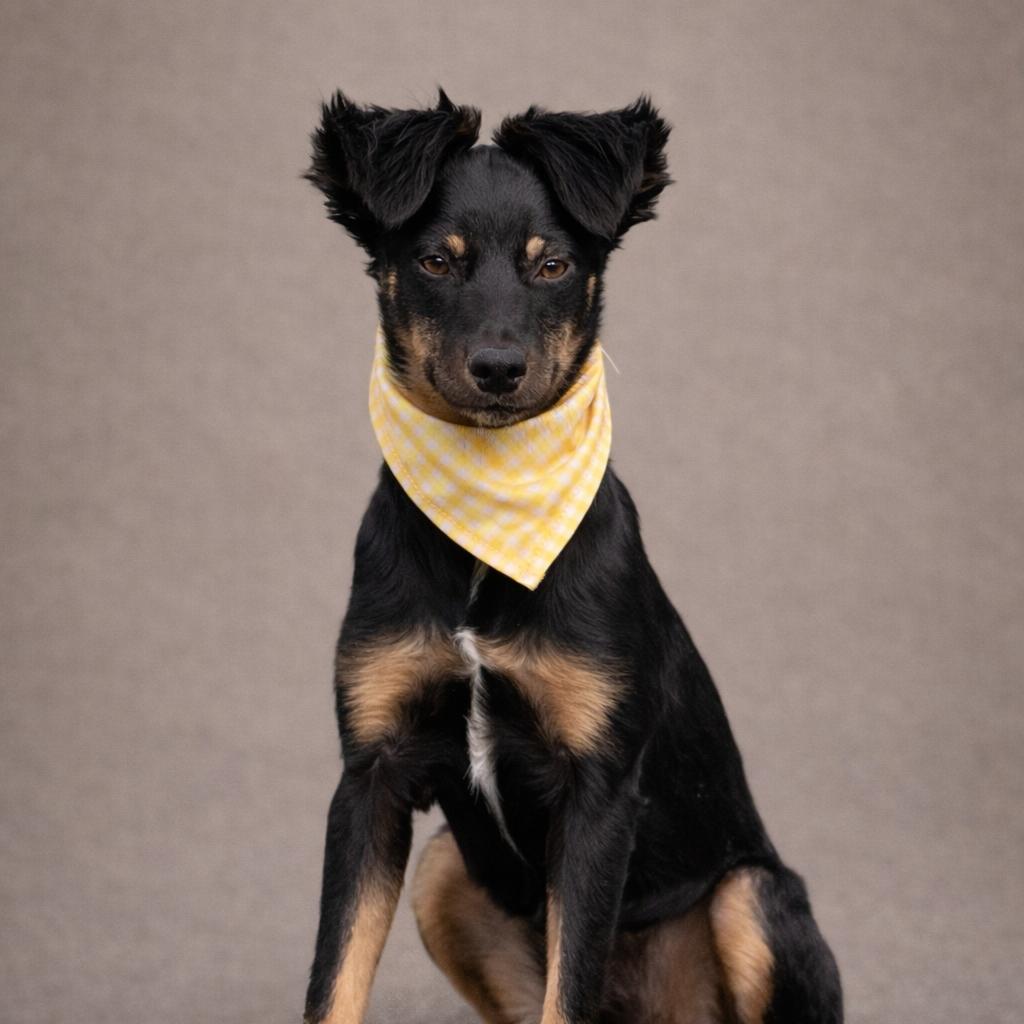 Enlarge Mara - I. am only 16 lbs! My mom is Tara!, an adopted mixed breed in San Antonio, TX image 2/5