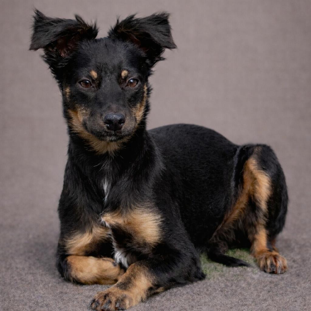 Enlarge Mara - I. am only 16 lbs! My mom is Tara!, an adopted mixed breed in San Antonio, TX image 4/5