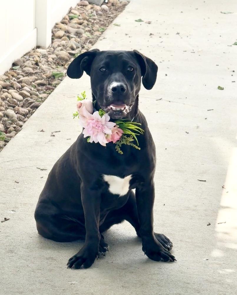 Ollie4, Adoptable, Puppy Female Basset Hound & Labrador Retriever.