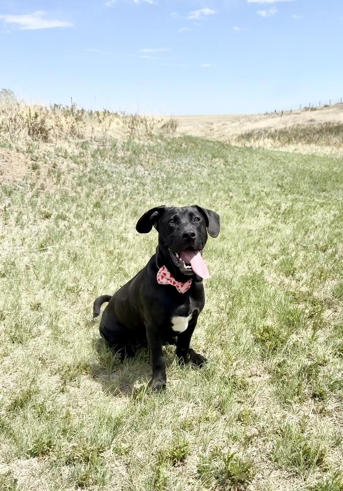 Ollie4, a Adoptable mixed breed in Littleton, CO image 2/5