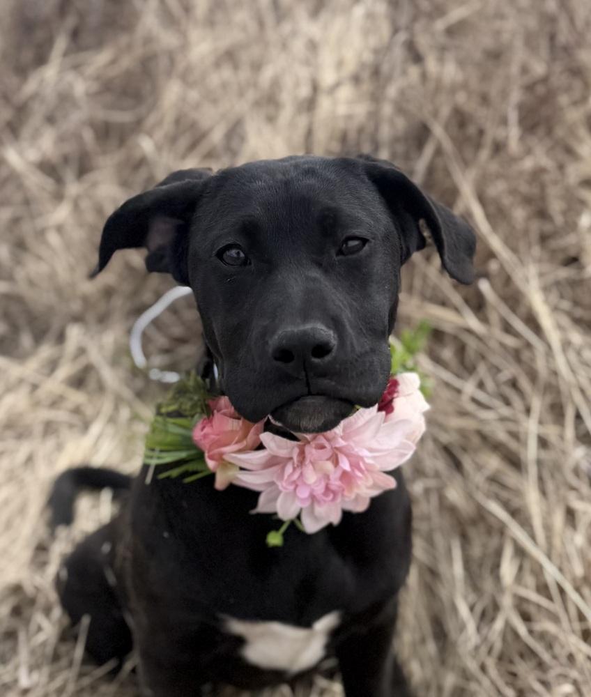 Ollie4, Adoptable, Puppy Female Boxer & Hound.