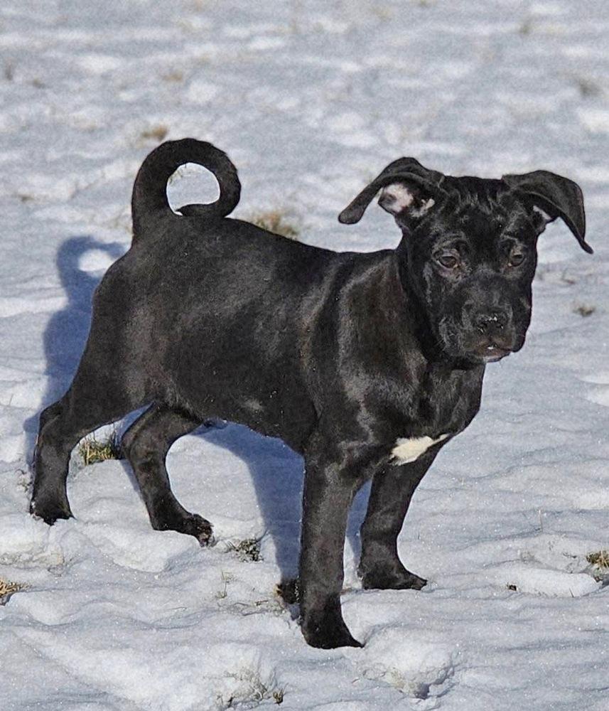 Enlarge Ollie4, a Adoptable mixed breed in Littleton, CO image 1/6
