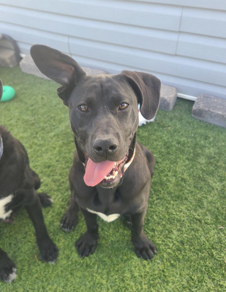 Ollie4, a Adoptable mixed breed in Littleton, CO image 3/5