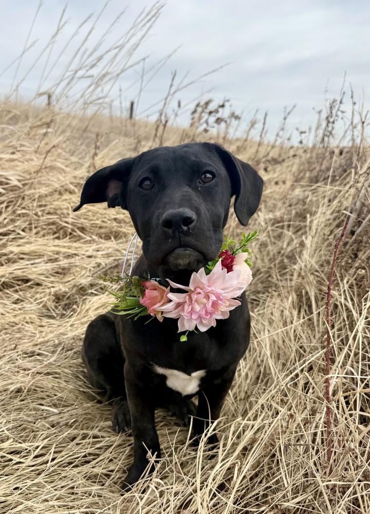 Enlarge Ollie4, a Adoptable mixed breed in Littleton, CO image 3/6