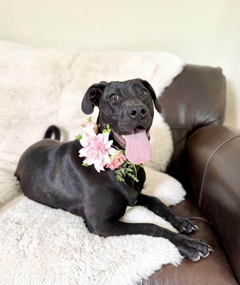 Ollie4, a Adoptable mixed breed in Littleton, CO image 4/5