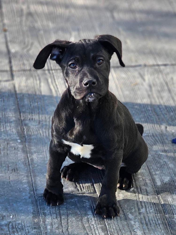 Enlarge Ollie4, a Adoptable mixed breed in Littleton, CO image 4/6