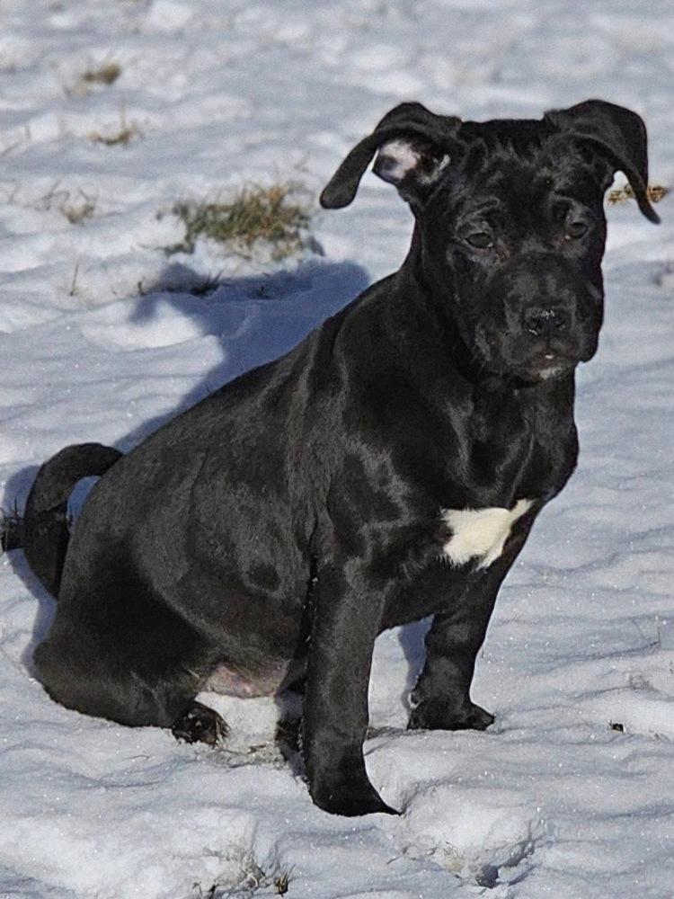 Enlarge Ollie4, a Adoptable mixed breed in Littleton, CO image 5/6