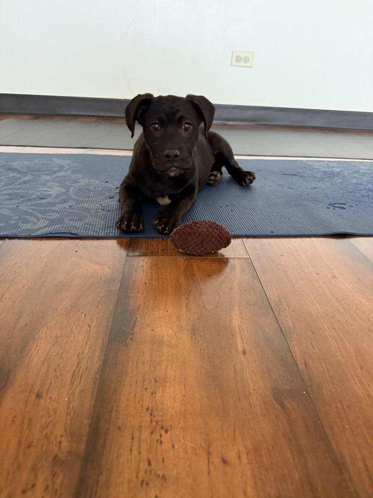 Enlarge Ollie4, a Adoptable mixed breed in Littleton, CO image 6/6