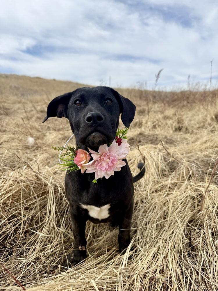 Enlarge Ollie4, a Adoptable mixed breed in Littleton, CO image 6/6