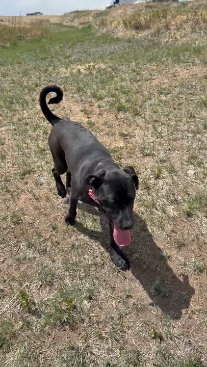 Enlarge Ollie4, a Adoptable mixed breed in Littleton, CO video 5/5