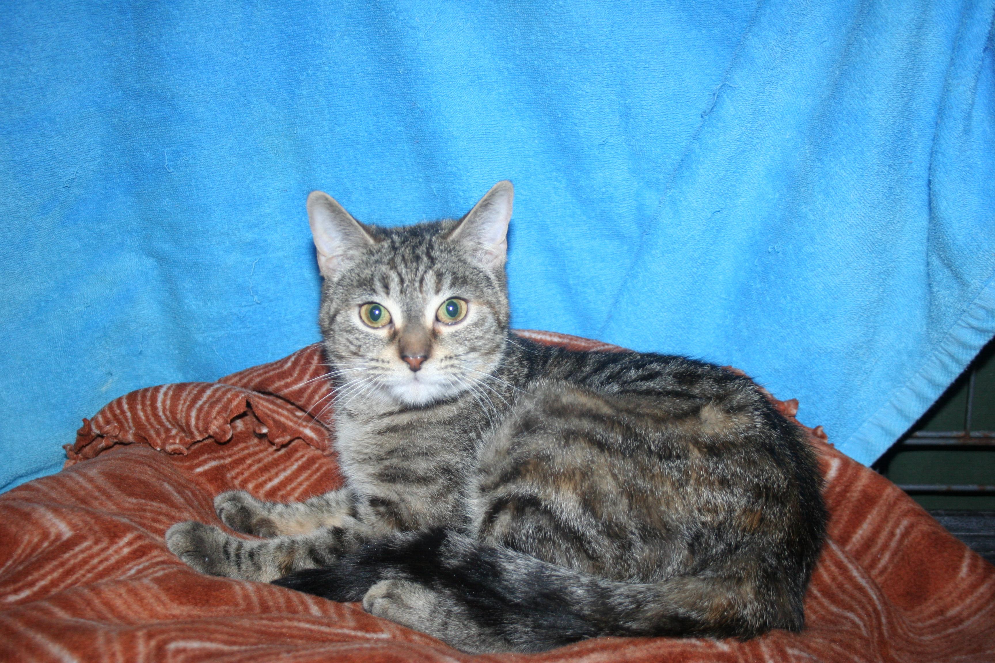 Ella - ADOPTION PENDING , an adopted mixed breed in Howell, MI image 2/4