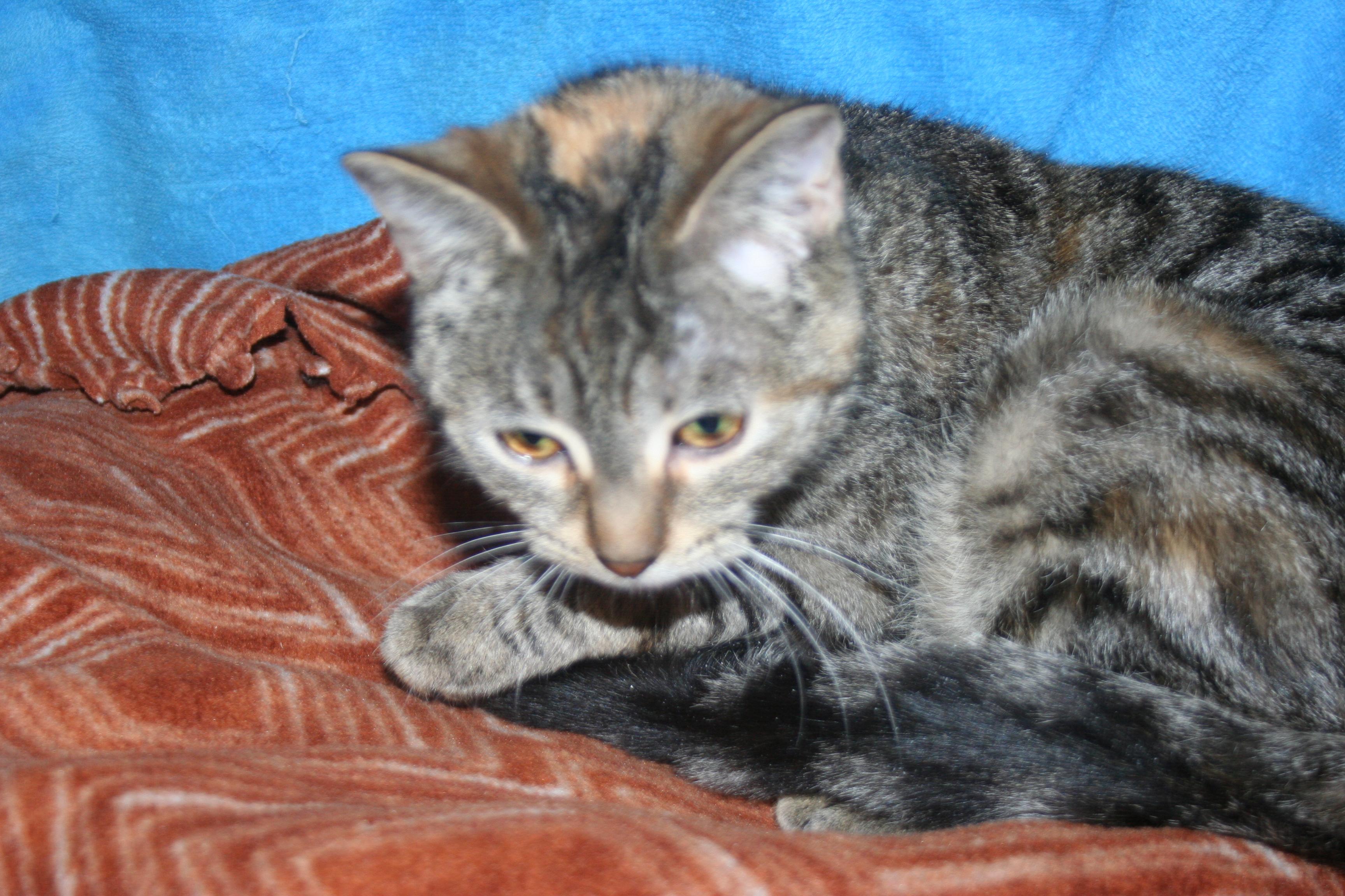 Ella - ADOPTION PENDING , an adopted mixed breed in Howell, MI image 1/4