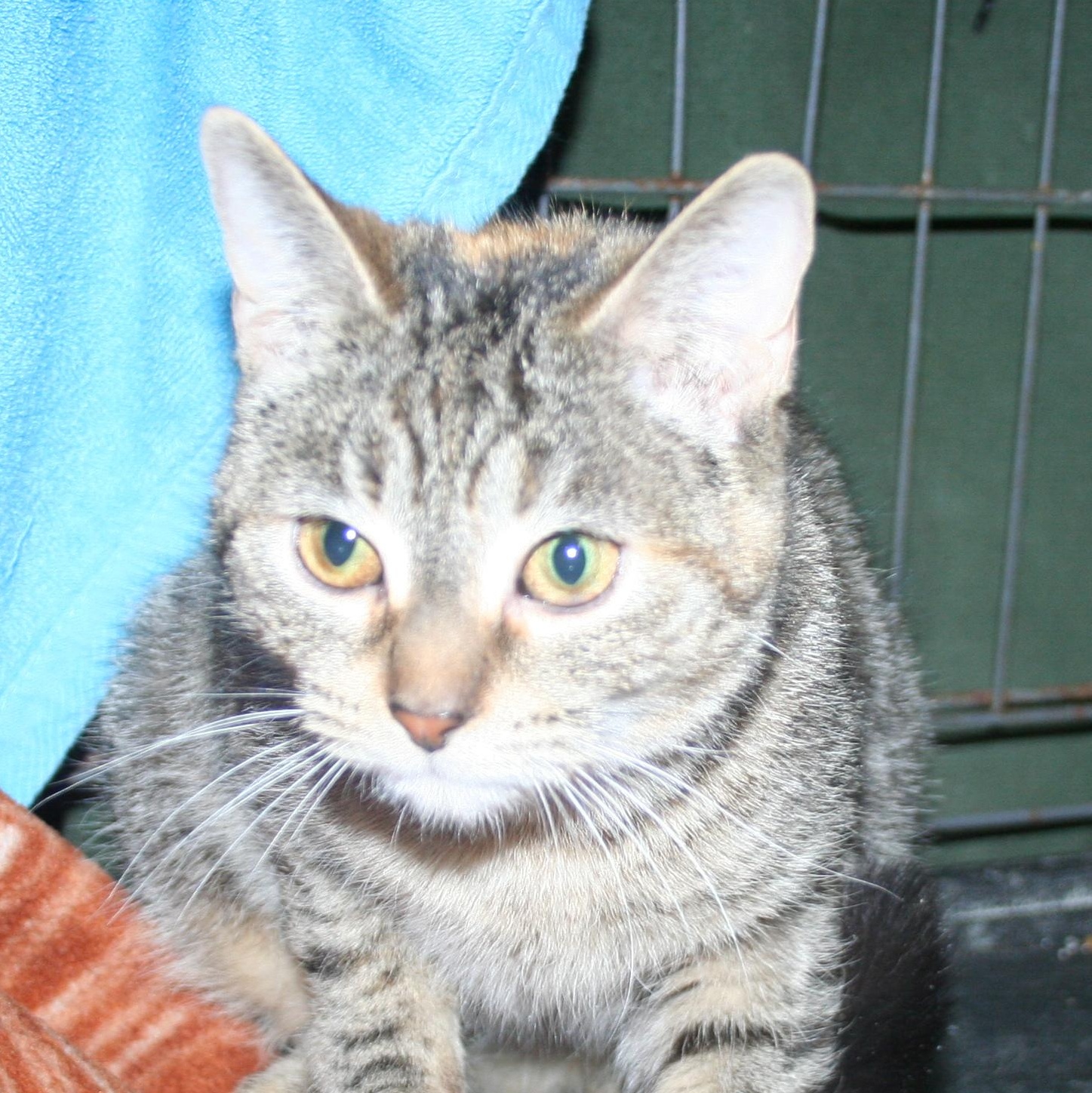 Ella - ADOPTION PENDING , an adopted mixed breed in Howell, MI image 4/4