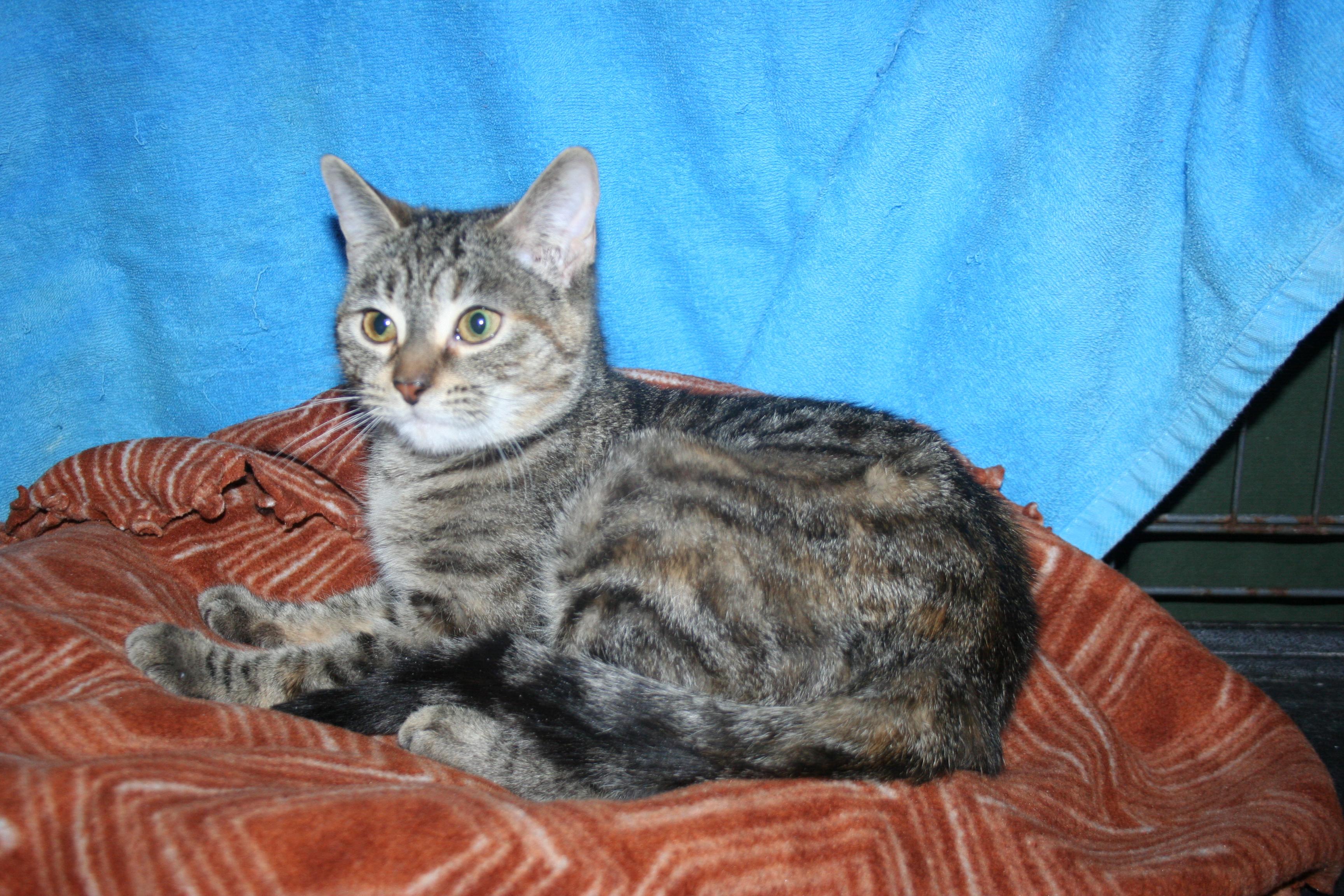 Ella - ADOPTION PENDING , an adopted mixed breed in Howell, MI image 3/4