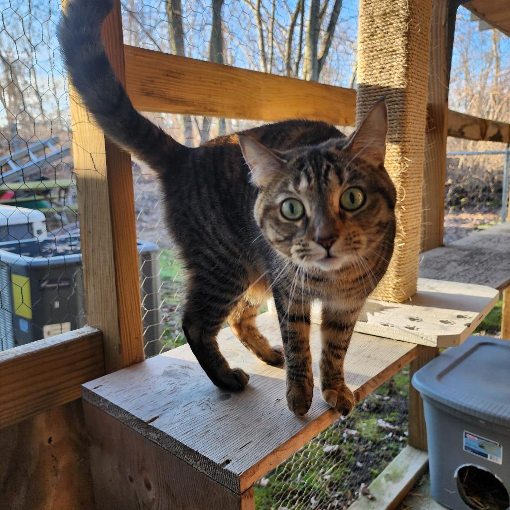 Grace, Adoptable, Adult Female Domestic Short Hair.