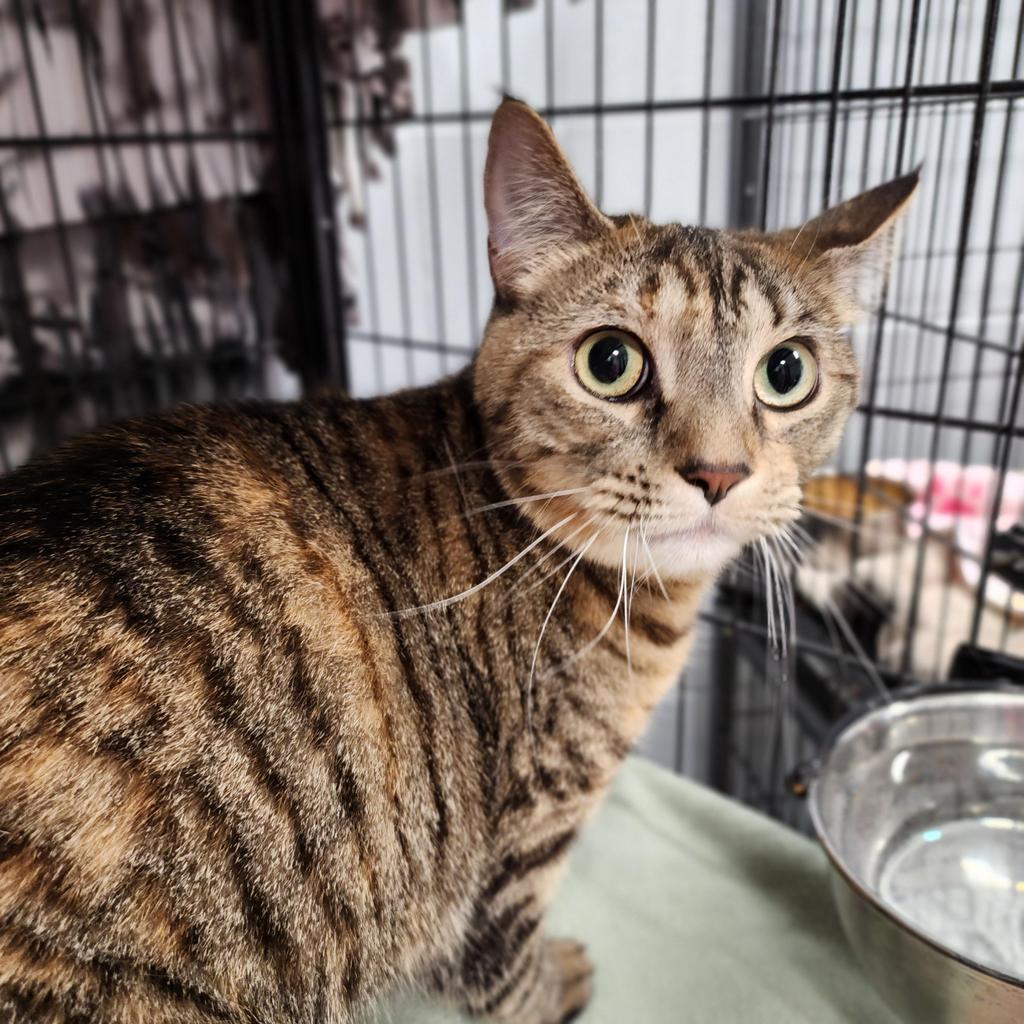 Grace, Adoptable, Adult Female Domestic Short Hair.