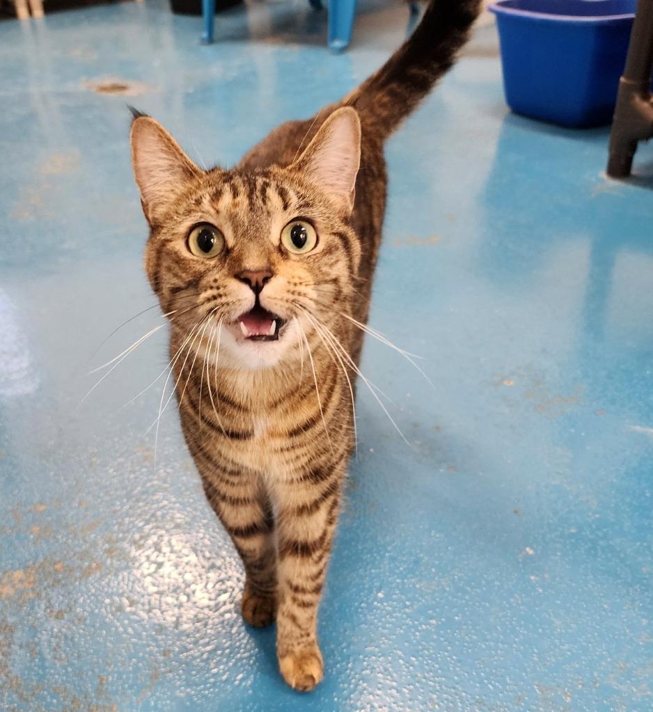 Grace, Adoptable, Adult Female Domestic Short Hair.