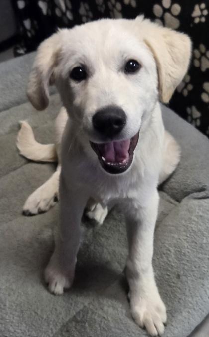 Andy, Adoptable, Puppy Male Great Pyrenees & Maremma Sheepdog.