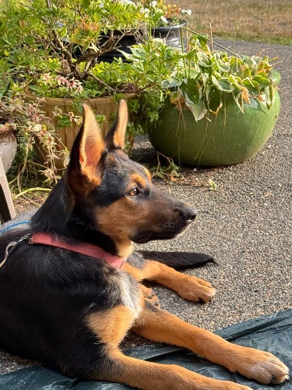 Deacon, Adoptable, Adult Male German Shepherd Dog.
