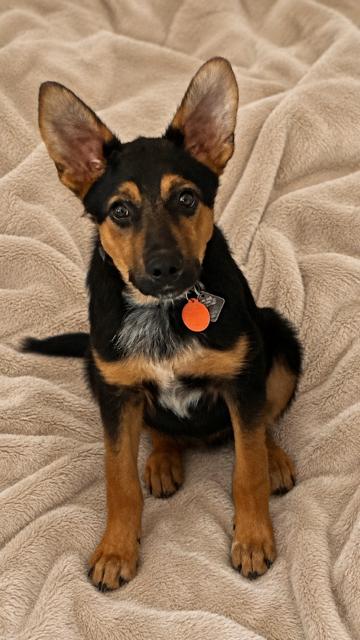 Enlarge Deacon, a Adoptable mixed breed in Seattle, WA image 2/5