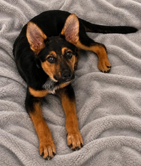 Enlarge Deacon, a Adoptable mixed breed in Seattle, WA image 3/5