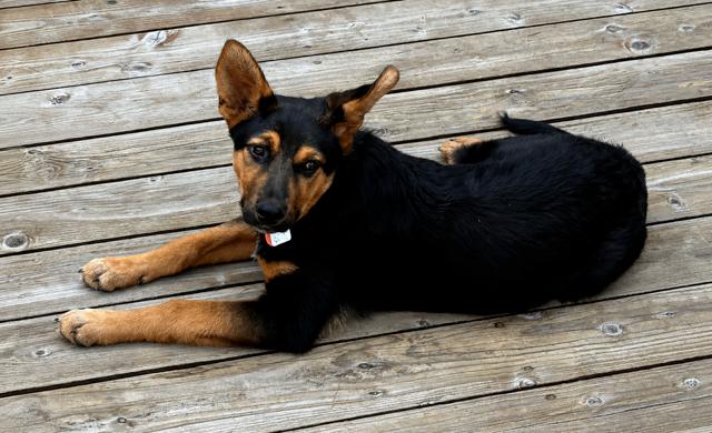Enlarge Deacon, a Adoptable mixed breed in Seattle, WA image 5/5