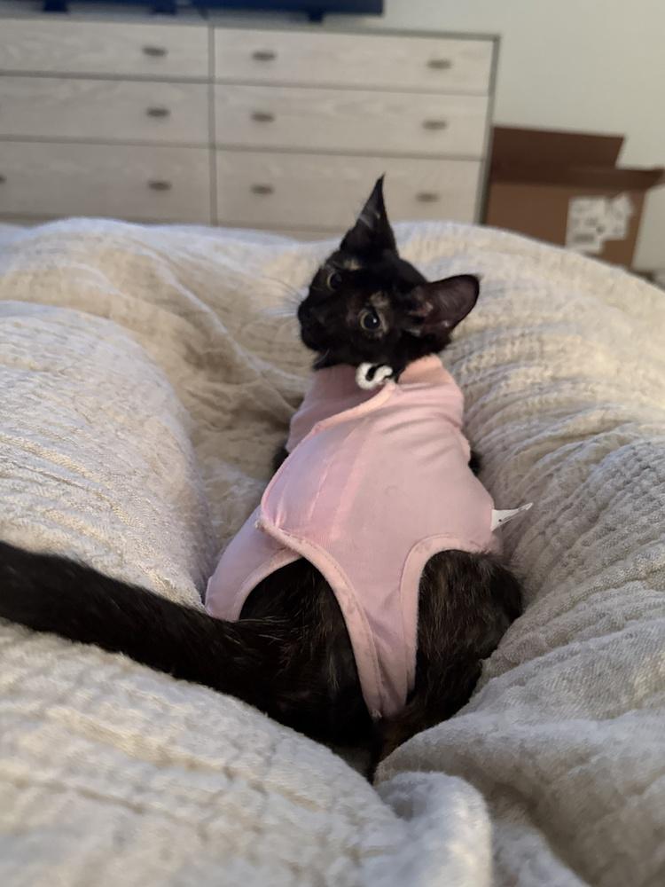 Tinker 4, Adoptable, Kitten Female Domestic Short Hair.