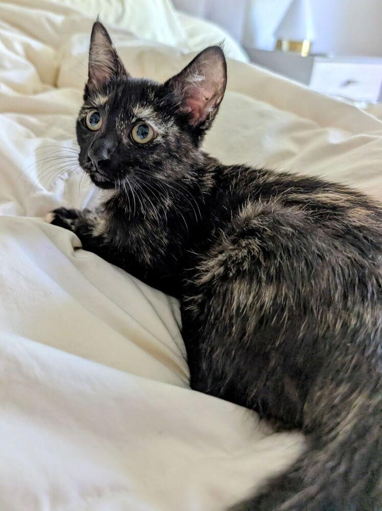 Tinker 4, Adoptable, Kitten Female Domestic Short Hair.