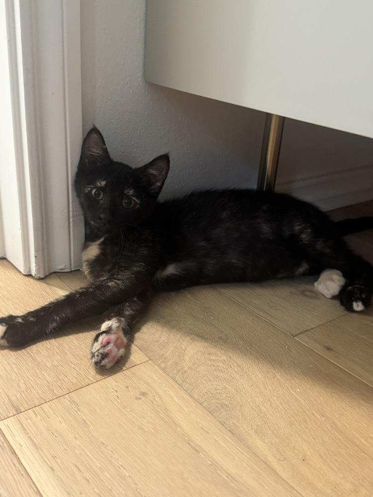 Tinker 4, a Adoptable mixed breed in Austin, TX image 2/2