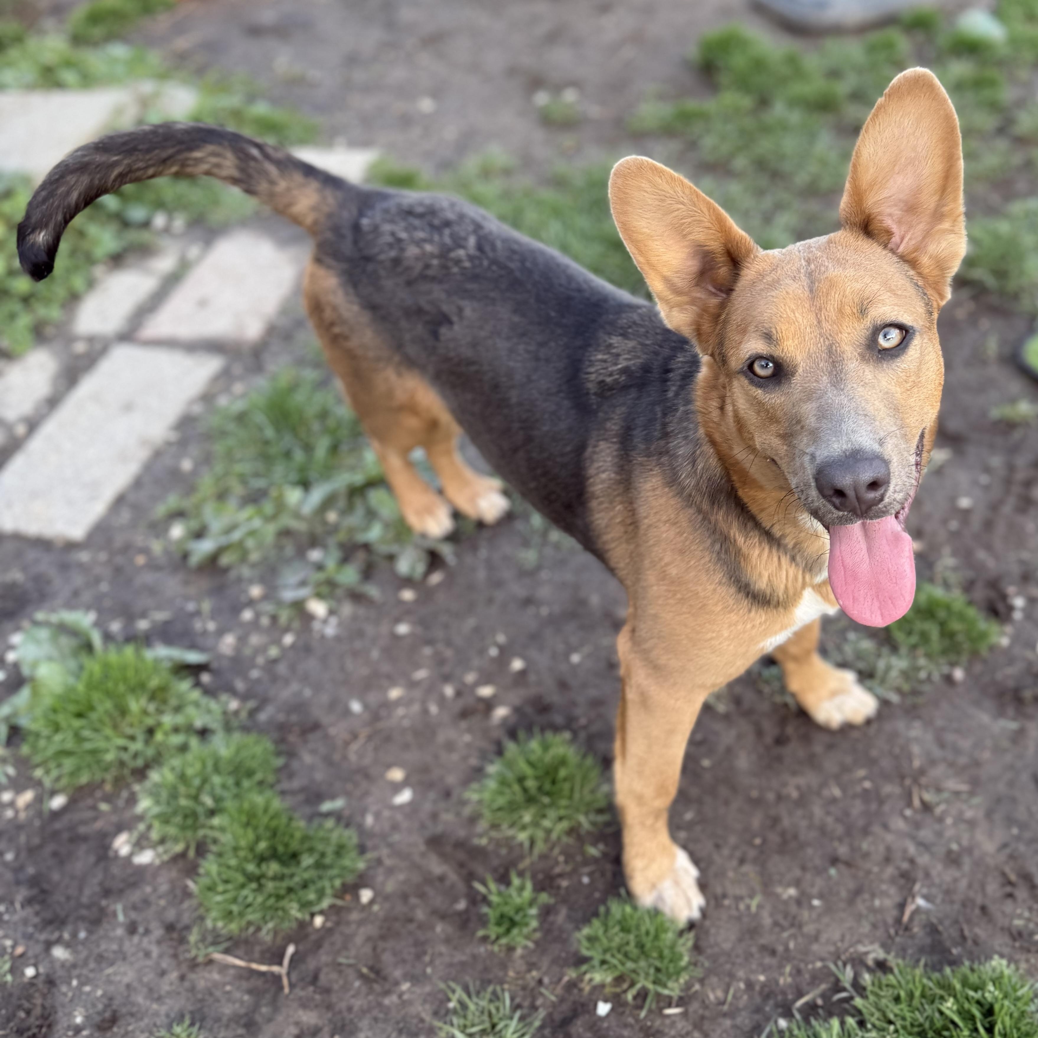 Janey, a Adoptable mixed breed in Glenolden, PA image 2/6