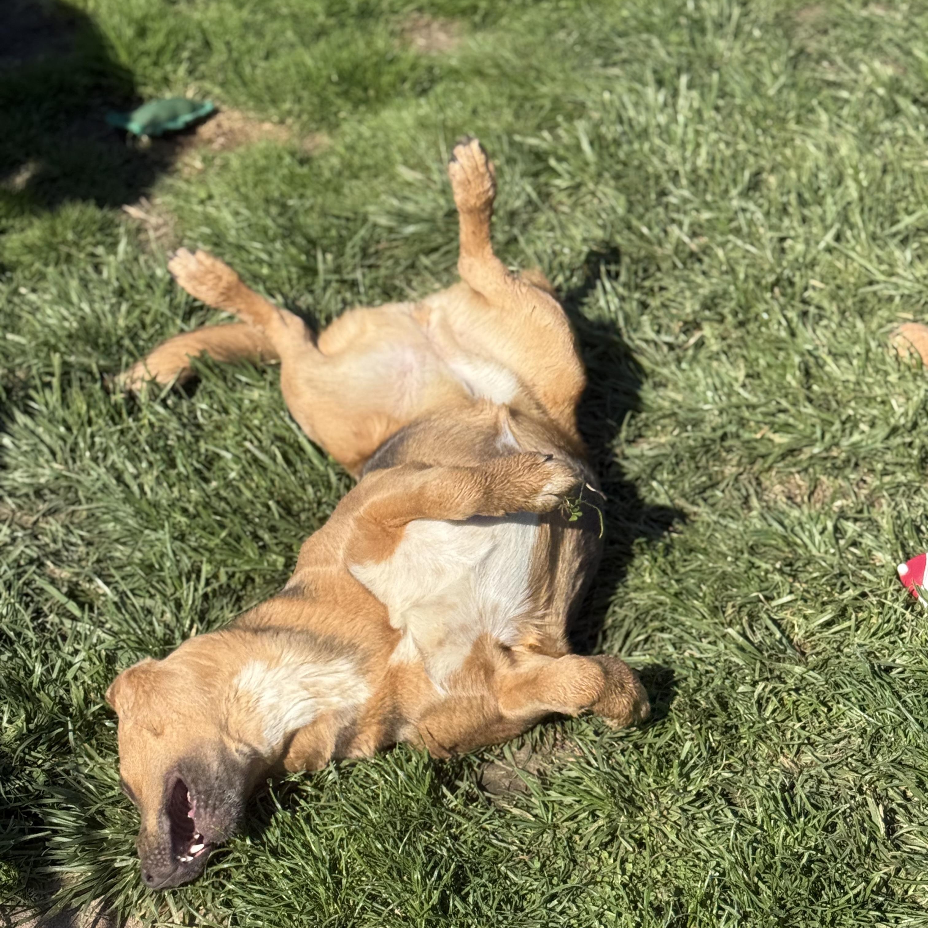 Janey, a Adoptable mixed breed in Glenolden, PA image 6/6