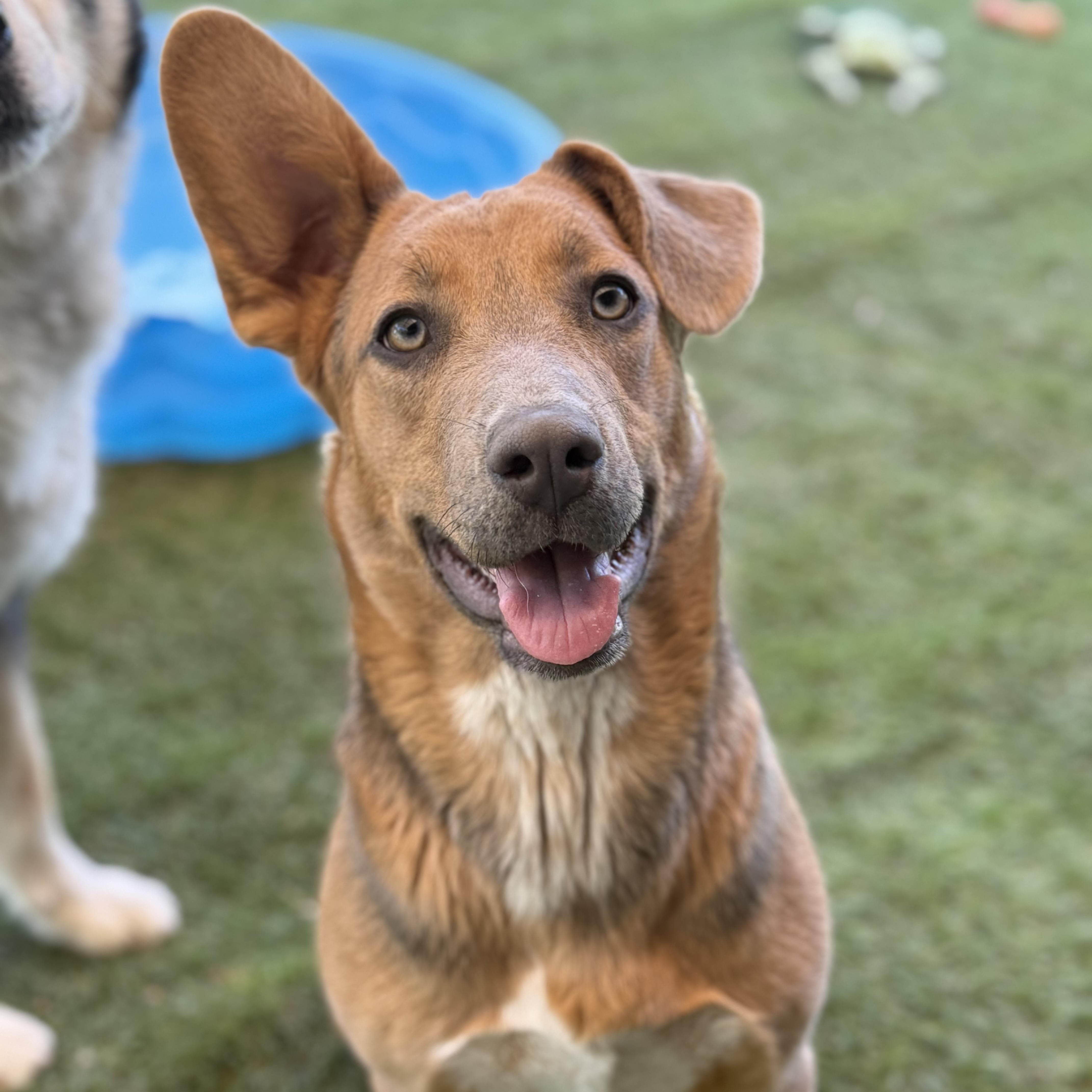 Janey, a Adoptable mixed breed in Glenolden, PA image 5/6