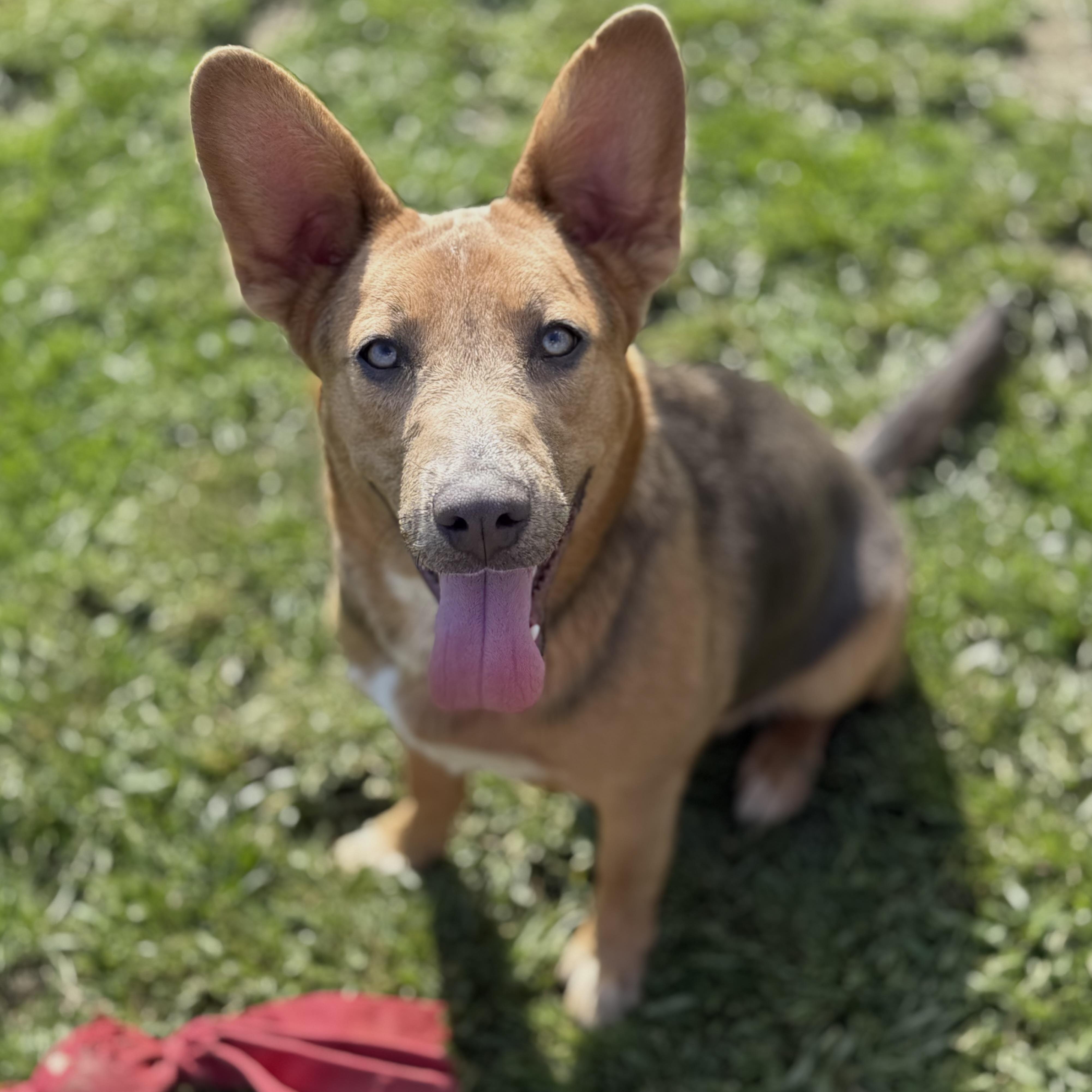 Janey, a Adoptable mixed breed in Glenolden, PA image 4/6