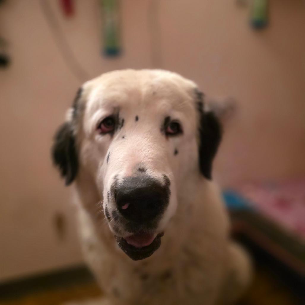 Davis, Adoptable, Young Male Great Pyrenees.