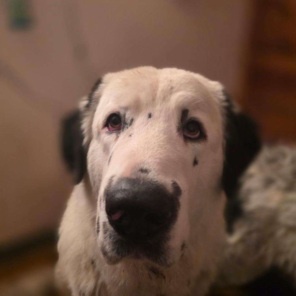 Davis, a Adoptable Great Pyrenees in Glenfield, NY image 2/5