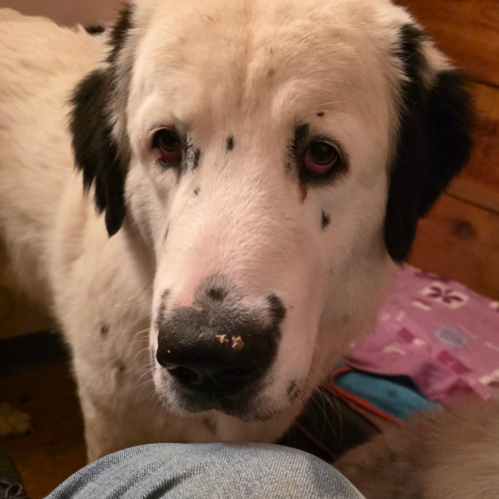 Davis, a Adoptable Great Pyrenees in Glenfield, NY image 3/5