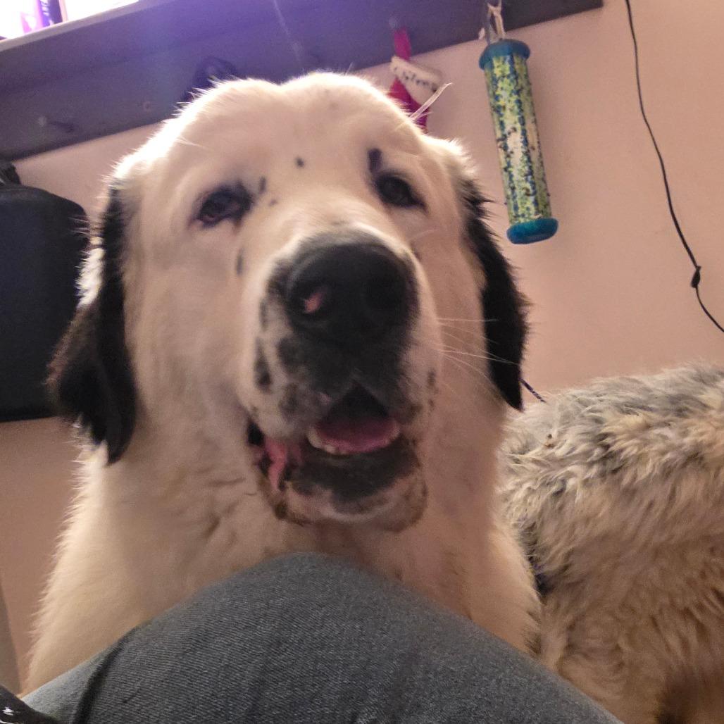 Davis, a Adoptable Great Pyrenees in Glenfield, NY image 4/5